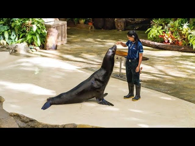 Singapore Zoo Splash Safari || Fish Dance 💃 || Amazing 🤩 ||