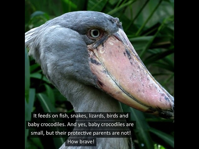 The Gigantic Shoebill Is Not Afraid of Anything