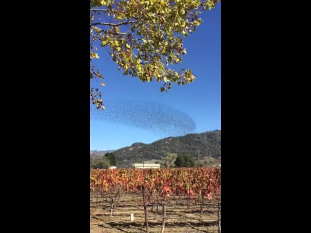 Starling Mumuration