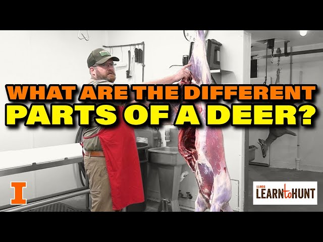 #4: What are the different parts of a deer?