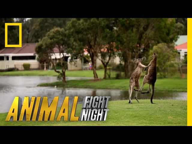 It's a Kangaroo Fight! | Animal Fight Night