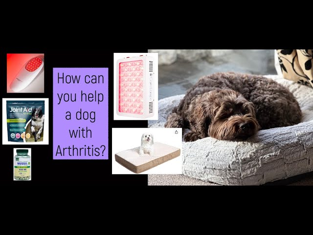 Arthritis management for dogs - our plan for Watson!