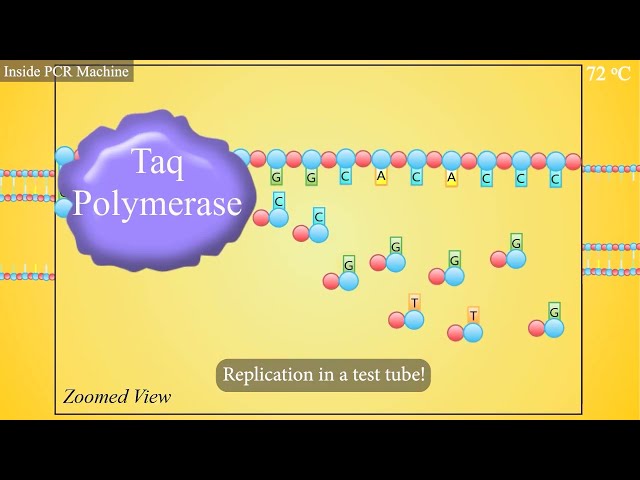 PCR (Polymerase Chain Reaction) Animation