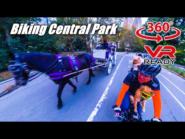 VR 360° Virtual Cycling with Dogs Central Park | Cycling New York City