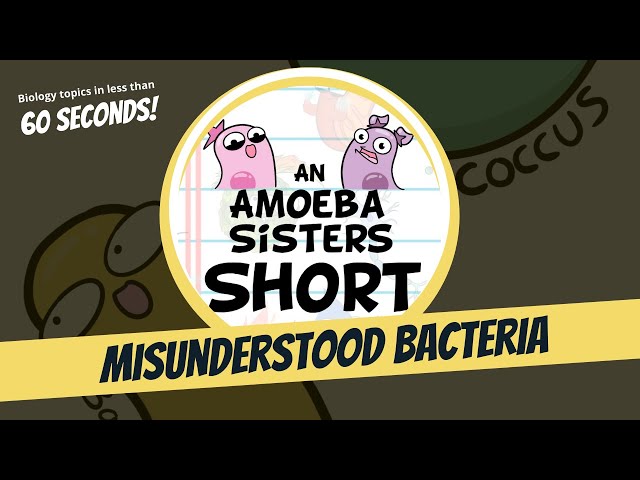 Misunderstood Bacteria - Amoeba Sisters #Shorts