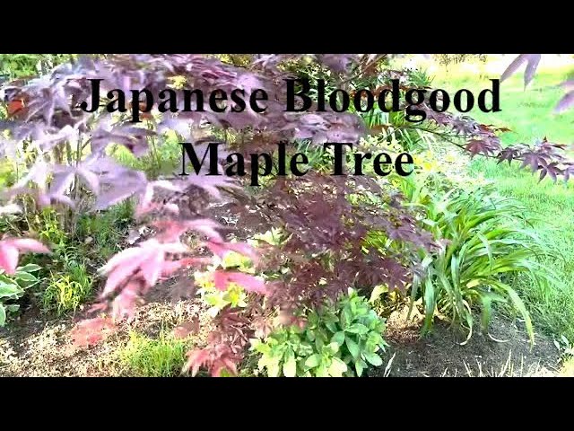 Japanese Bloodgood Dwarf Maple with ASMR Bird Sounds in a Relaxing Zen Garden