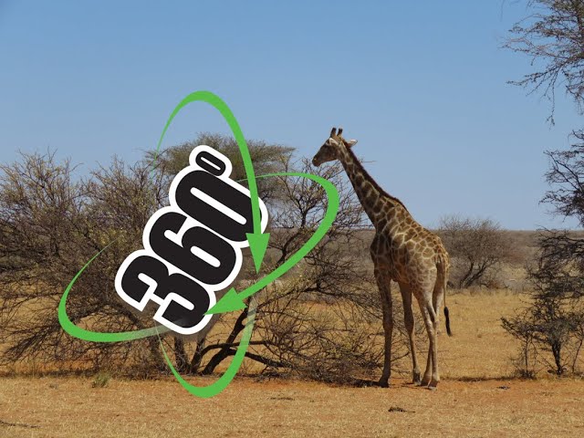 VR 360° Video - Etohsa National Park Giraffe walking by - Namibia, Africa