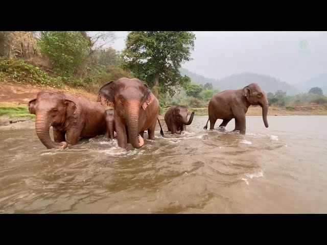 Summer Rains Bring Relief to Our Herd - ElephantNews