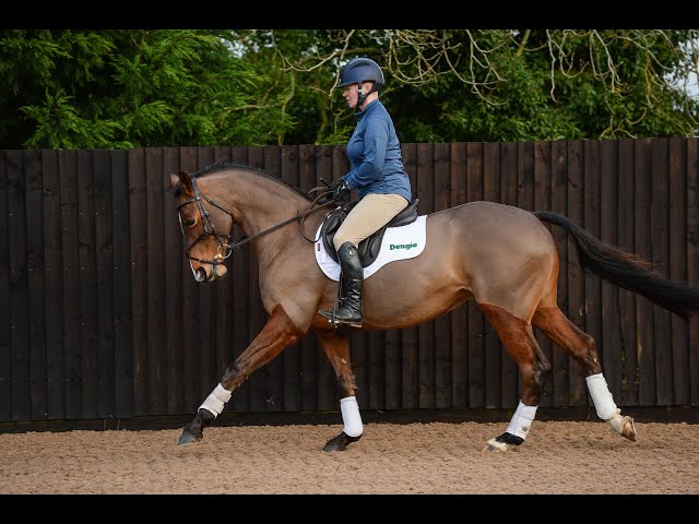 Dengie Horse & Rider Training Bursary 2020 - Sarah-Jane Brown