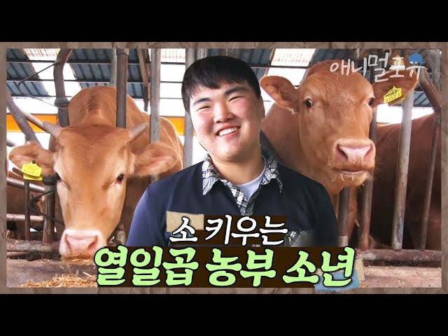 17살 농부 소년이 있다?! 소 키우는 농부가 꿈이라는 열일곱 영빈이 🧑‍🌾 | 열일곱 일꾼의 탄생 | KBS 인간극장 2023 방송