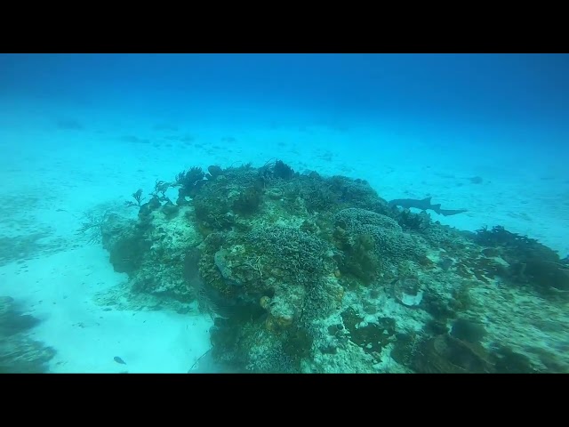 Nurse Shark