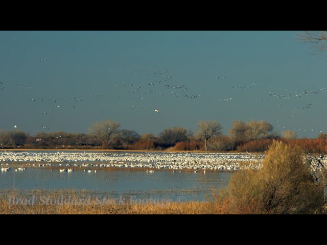 NM064  Snow Geese at Bosque del Apache preview