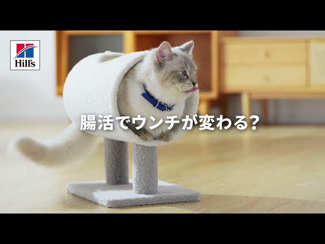 ヒルズの腸活でウンチが変わる？