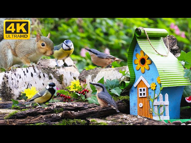 😺 Fantastic Birds and Squirrels in the Forest 🐦Cat TV for Cats to Watch 8 Hours (4K)