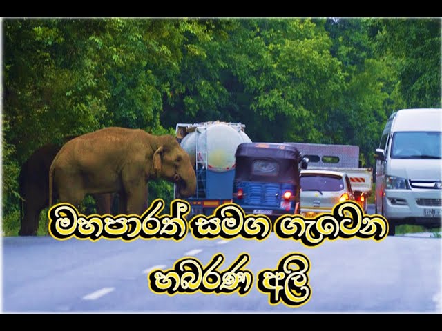 මහපාරත් සමග ගැටෙන හබරණ අලි (Wild elephant encounter on Habarana highway)  #travel #elephant