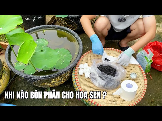 Tới khi nào thì bón phân cho những chậu Hoa Sen mới trồng?