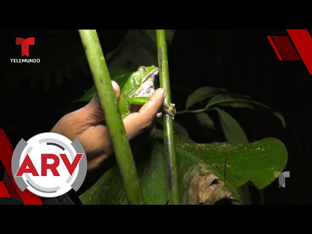 Kambó: Ritual con veneno de rana que aseguran cura todo causa polémica | Al Rojo Vivo | Telemundo