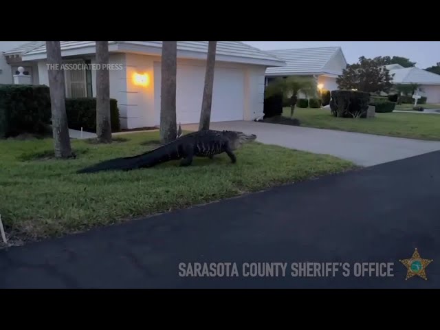 Large alligator saunters through Florida neighborhood