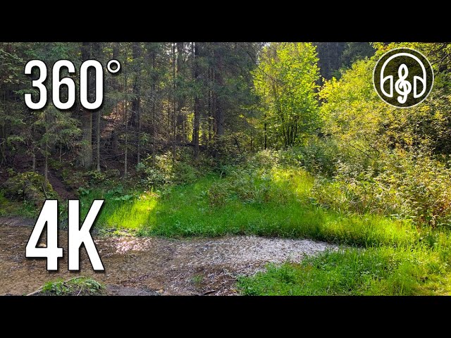 Soothing Sound Of A Forest Stream. Sounds of Nature in 360 VR 4K.