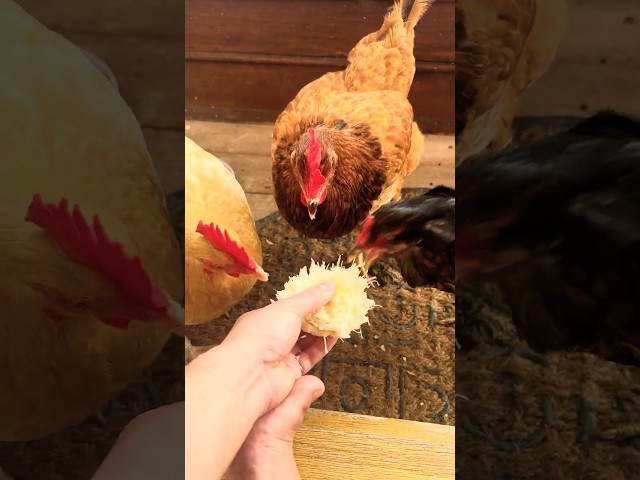 ASMR! Pet chickens eating vegetables