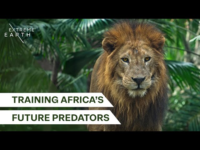 Preparing Captive Lions for the Wild | Lion Country