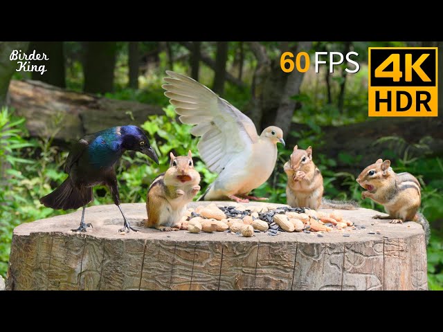 Cat TV for Cats to Watch 😺 Pleased Chipmunks, Birds, Squirrels 🐿 4K HDR 60FPS