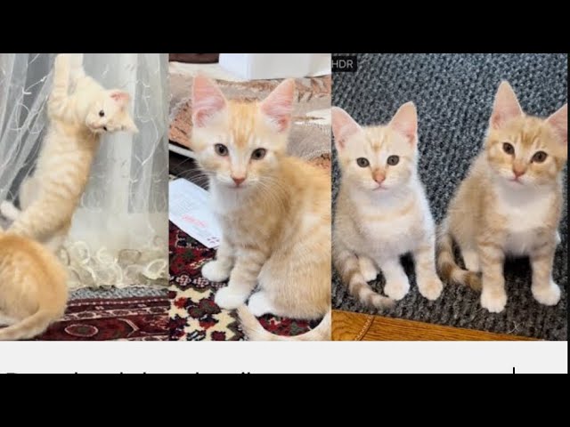 cute kittens fighting :cute kittens funny videos: funny cat videos 3 minutes#cat #funnyanimals #