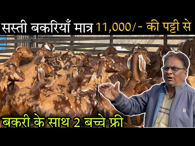 सिरोही नस्ल की सस्ती बकरियाँ मात्र || ₹11000@How to start goat/farming || @shree goat farm