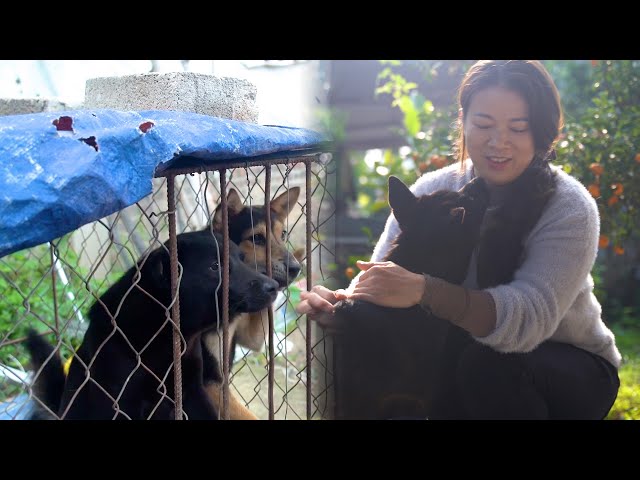 Zoey's story: Rescued from a slaughterhouse in Viet Nam