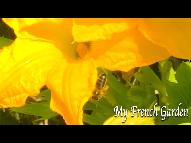 Unfiltered: Natural Sounds From My French Garden #jardin #frenchgarden #loirevalley #soundsofnature