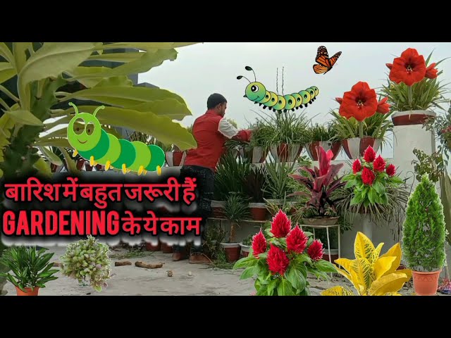 बारिश में GARDENING के ये काम बहुत जरूरी है ✌️ GARDENING in Monsoon ❣️