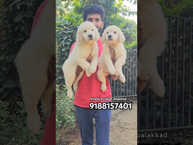 ഗോൾഡൻരേട്രൈവർ puppies sale kerala palakkad #shorts #tamil