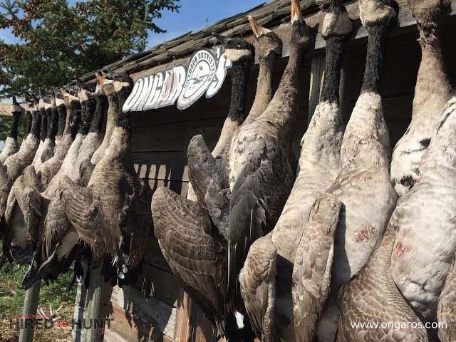 Hired to Hunt Season 3 #2:  Game On! Goose Hunting and Duck Hunting.  Limit hunts in Alberta