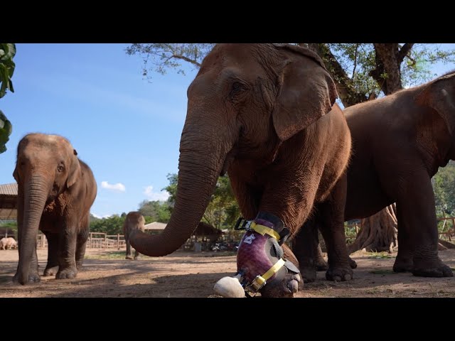 Elephants Try To Take Her Friend For A Walk After Installed Prosthetic - ElephantNews