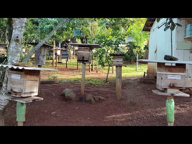 Meliponário e criação de Abelhas Nativas Sem Ferrão