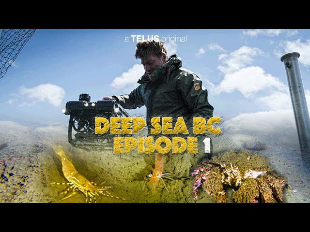 Deep Sea BC S1 Ep 01: Exploring Deep Water Crustaceans