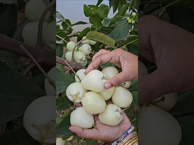 Water apples harvesting #waterapple #mygarden #gardening #shortvideo