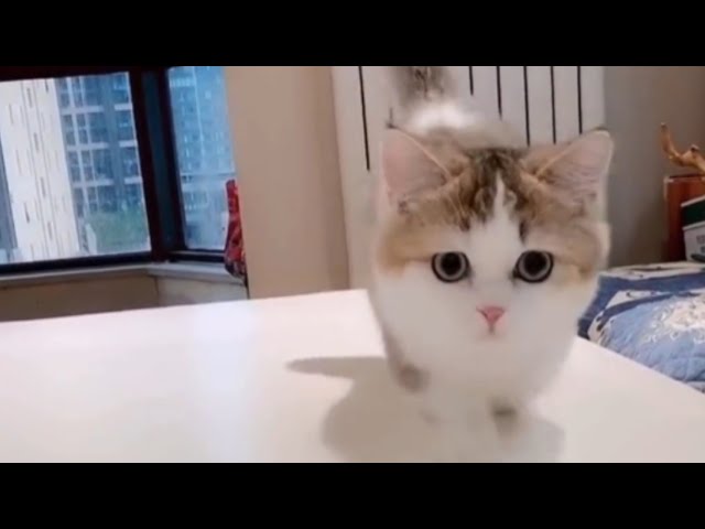 Omg So Cute Cat Funny Moments #10