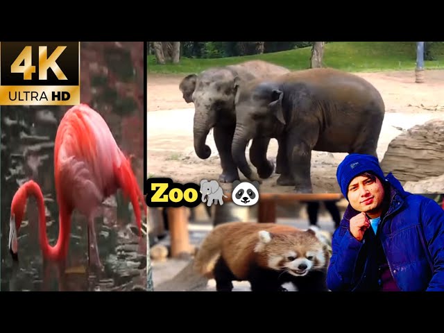 Zoo New Vlog Video | Zoo Park | Zoo Park Animal #zoovlog