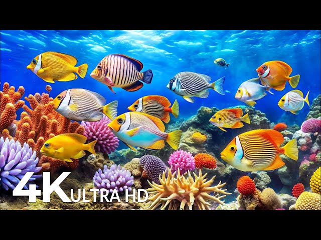 4K AMAZING AQUARIUM | Rare & Colorful Sea Life Video | Peaceful Relaxation Music for Sleep, Study