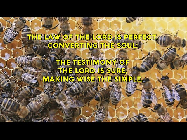 Psalm 19 Song the Law of the Lord is Perfect (Christian Scripture Praise Worship with Lyrics)