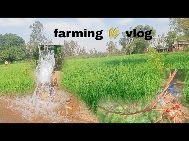 Desi Life farming 🌾🧺#farmarlife #farming #farmer #farm #vlog #vlogger #vloggin