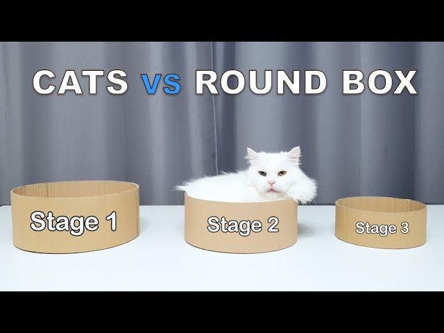 Cats vs Round Box (Nara vs Noah Box Challenge)