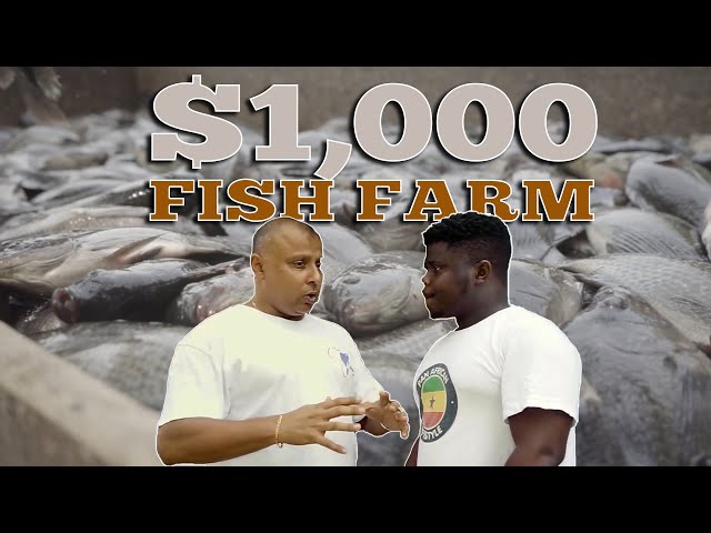 How To Start A Backyard Tilapia Farm With a $1000