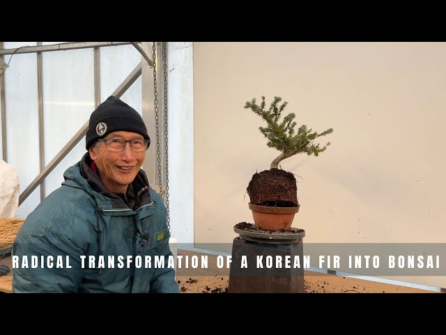 Radical Transformation of a Korean Fir into Bonsai