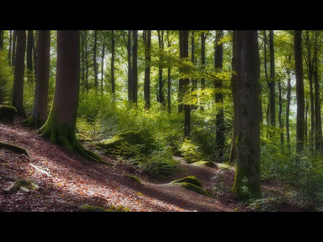 🌳 4K - Relaxing Nature Sounds For Stress Relief, Forest Sounds, Bird Song