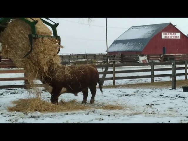 Hereford bull beating up a tractor and straw