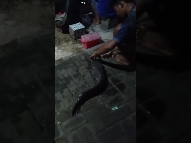 strike bertubi-tubi tapi satu pun GK masuk nominasi #mancing #hiburan