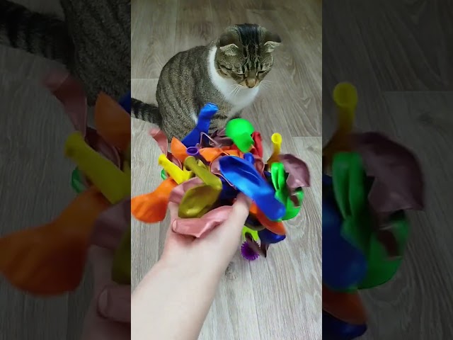 Funny Cat Barsik Vasj ❤ Beads 📿🤗 Satisfying Reverse Video ASMR