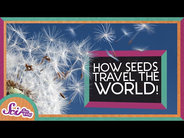 How Do Plant Seeds Travel? | Spring is Here! | SciShow Kids